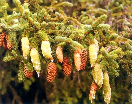 picea_abies_-_2.jpg